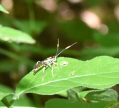 Cratichneumon paratus