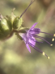 Phacelia argylensis