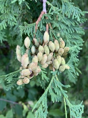 Thuja