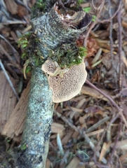 Hapalopilus rutilans