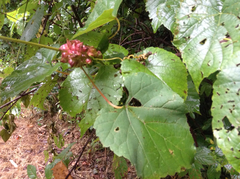 Ampelomyia vitiscoryloides