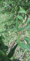 Desmodium paniculatum