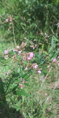 Desmodium paniculatum