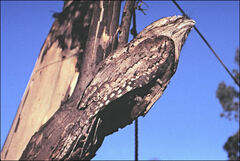 Podargus strigoides