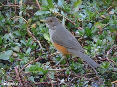 Turdus rufiventris