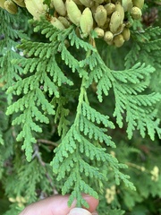 Thuja