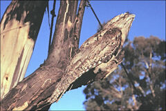 Podargus strigoides