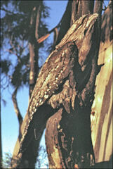 Podargus strigoides
