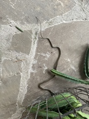 Thamnophis proximus orarius