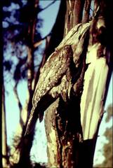 Podargus strigoides