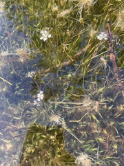 Sagittaria graminea