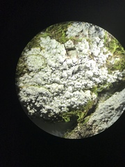 Pertusaria paratuberculifera