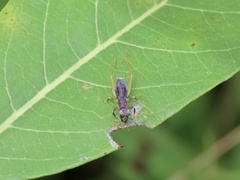 Phyllopalpus pulchellus
