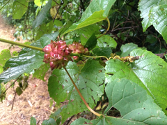 Ampelomyia vitiscoryloides