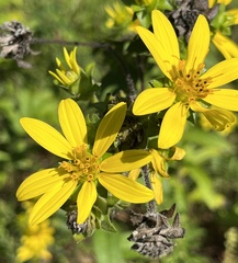Silphium