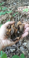 Craterellus