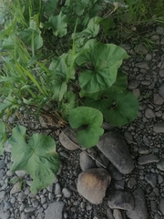 Petasites radiatus