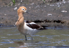 Recurvirostra americana