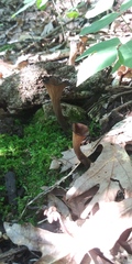 Craterellus