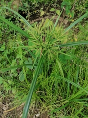 Cyperus odoratus