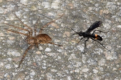 Anoplius samariensis