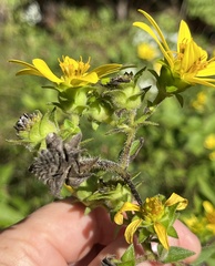 Silphium