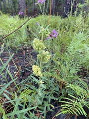 Asclepias obovata