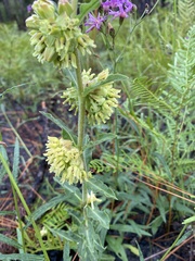 Asclepias obovata