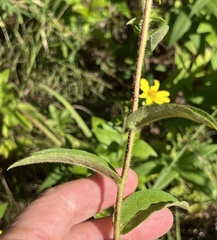Silphium