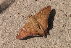 Ectomis octomaculata