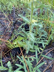 Asclepias obovata