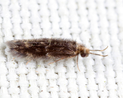 Hydroptilidae