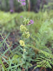 Asclepias obovata