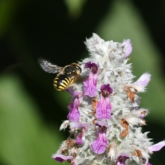 Anthidium manicatum
