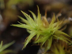 Leptodontium paradoxum