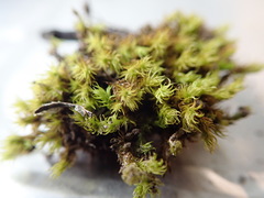 Leptodontium paradoxum