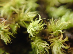 Leptodontium paradoxum