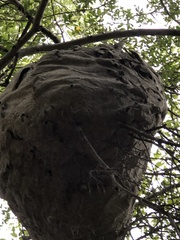 Brachygastra mellifica