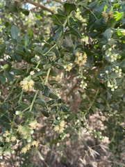 Baccharis pilularis