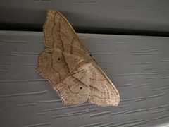 Scopula imitaria