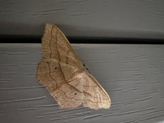 Scopula imitaria
