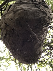 Brachygastra mellifica