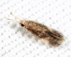 Hydroptilidae