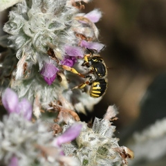 Anthidium manicatum