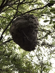 Brachygastra mellifica