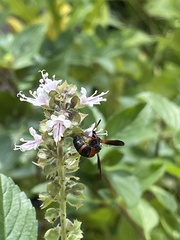 Pachodynerus erynnis