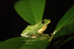 Zhangixalus taipeianus