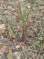 Digitaria sanguinalis