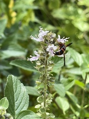 Pachodynerus erynnis