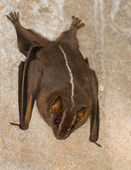 White-Lined Broad-Nosed Bat photo 3